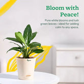 Potted plant with text 'Bloom with Peace!' on a white background